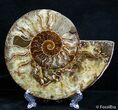 Inch Split Ammonite Pair #2611-1